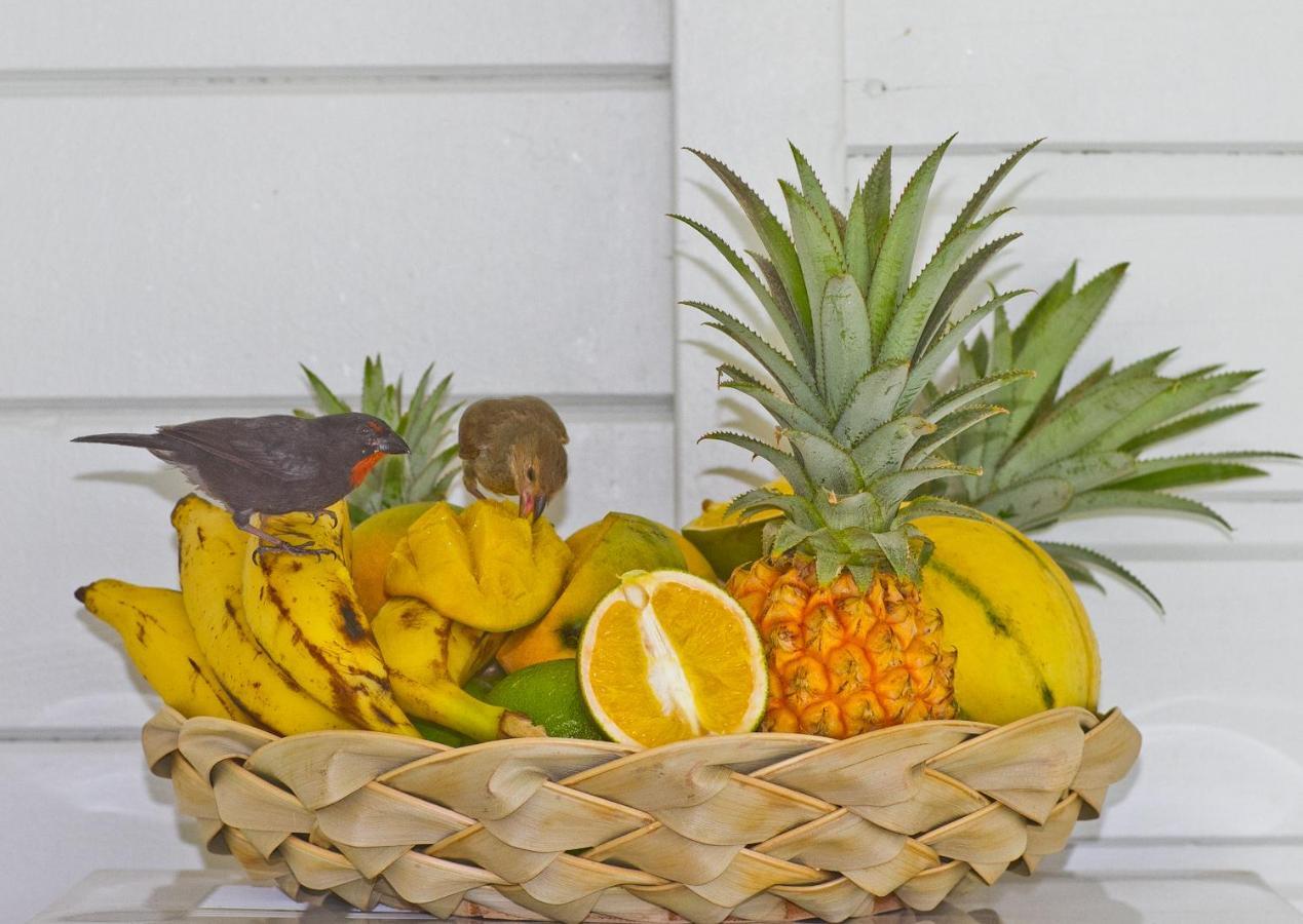 O Coeur De Deshaies Appartements Grande Anse Et Amandiers Eksteriør billede